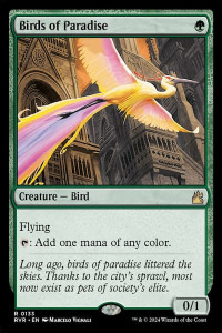 colorful bird with city background