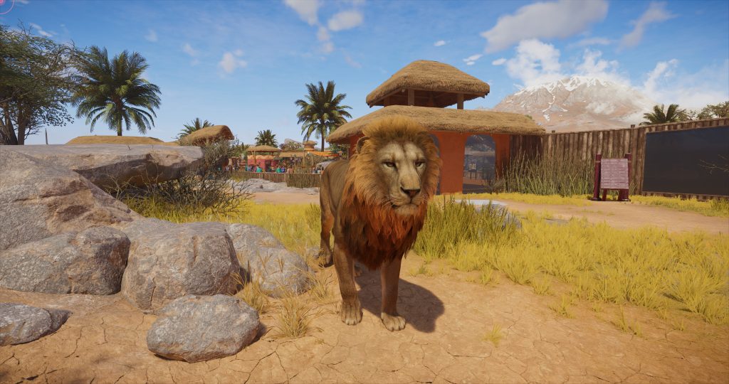A calm male lion stands on dry savanna ground at a zoo, with rocks, yellow grass, palm trees, and rustic enclosures beneath a bright blue sky.